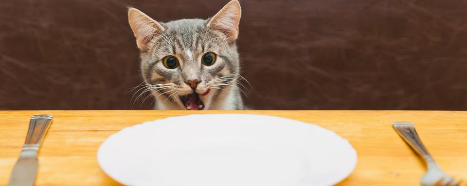 Alimentation et stérilisation de son animal de compagnie. [Depositphotos - docer2000]