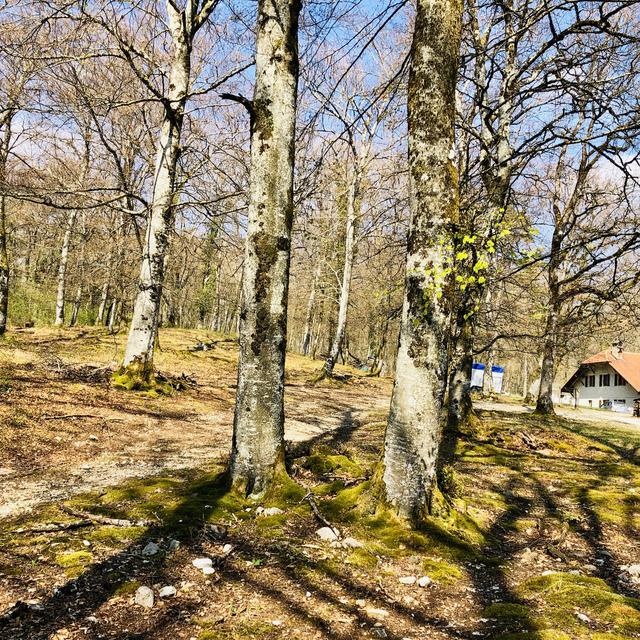 Dans la forêt avec Lea Sprunger. [RTS - Karine Vasarino]