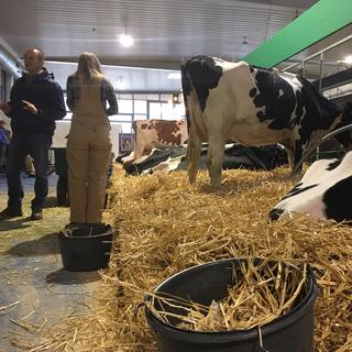 Swiss Expo réunit 100 vaches au Palais de Beaulieu pendant quatre jours. [RTS - Pierre-Etienne Joye]