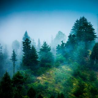 Les forêts recouvrent 33% du territoire suisse. [Depositphotos - Cookelma]