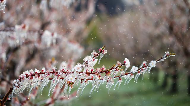 De l'eau est projetée sur des abricotiers, à Martigny, afin de les protéger grâce à une fine couche de glace. [Keystone - Valentin Flauraud]