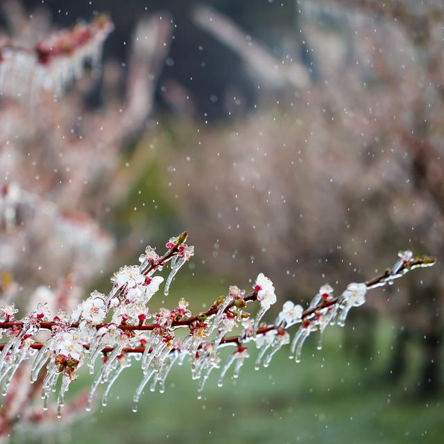 De l'eau est projetée sur des abricotiers, à Martigny, afin de les protéger grâce à une fine couche de glace. [Keystone - Valentin Flauraud]