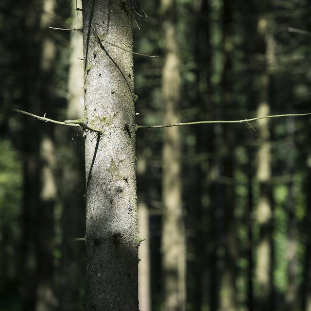 Des arbres sont photographiés dans les bois du Jorat lors de la présentation du projet de Parc national périurbain du Jorat samedi 10 mai 2014. [Keystone - Jean-Christophe Bott]