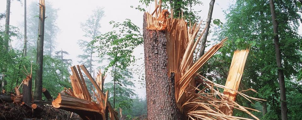 Le Jura a vu 400'000 mètres cubes d'arbres renversés par l'ouragan Lothar il y a vingt ans [Keystone - Martin Ruetschi]