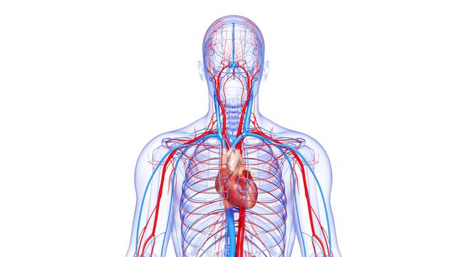 Le système circulatoire complet du corps humain. [Depositphotos - pixologic]