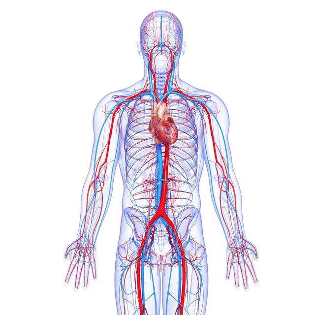 Le système circulatoire complet du corps humain. [Depositphotos - pixologic]