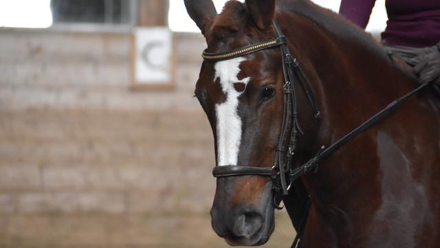 Danaé est une jeune jument Franches-Montagnes. Elle a été prêtée au manège du Chalet-à-Gobet, à Lausanne, dans le cadre d'une opération pour promouvoir la race. [RTSinfo - Gaël Klein]