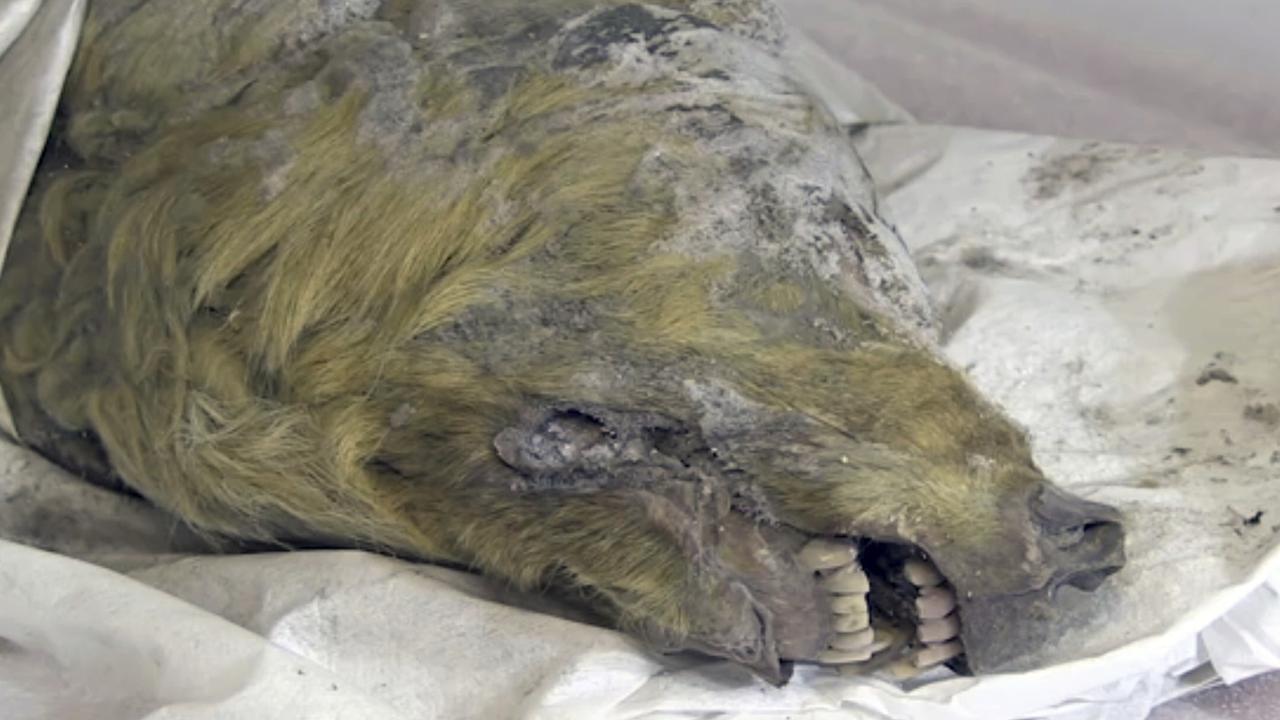 Tête de loup vieille de 32'000 ans découverte en Sibérie [Keystone - Valery Plotnikov]