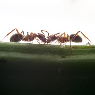 Pas d'embouteillages chez les fourmis! [Depositphotos - fotolubitel2017]