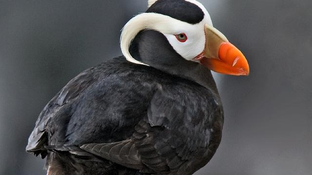 Un macareux huppé (Fratercula cirrhata) à St. Paul Island, en Alaska (mars 2007). [Wikimédia/CC BY-SA 3.0 - Alan D. Wilson]