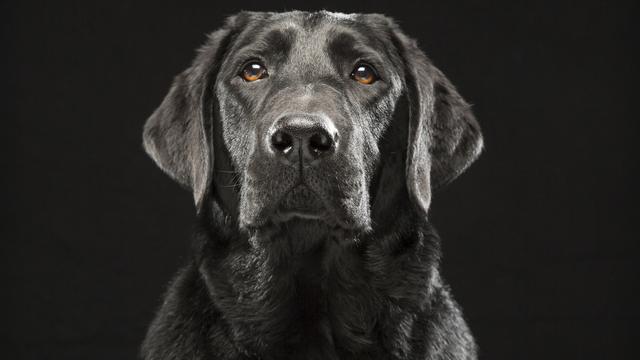 Le Labrador maîtrise parfaitement le lever de sourcils pour faire fondre les humains... [Keystone/ap - Fred Levy]