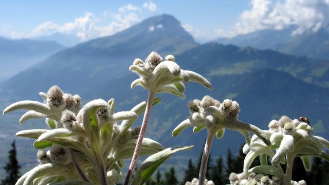 L'augmentation du taux d'azote au sol peut nuire à certains végétaux. [Keystone - Arno Balzarini]