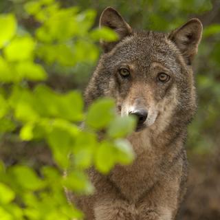 Les surveillants vaudois de la faune ont abattu un premier loup de la meute du Marchairuz, dans le canton de Vaud (Image d'illustration) [WWF/GIANCARLO MANCORI]