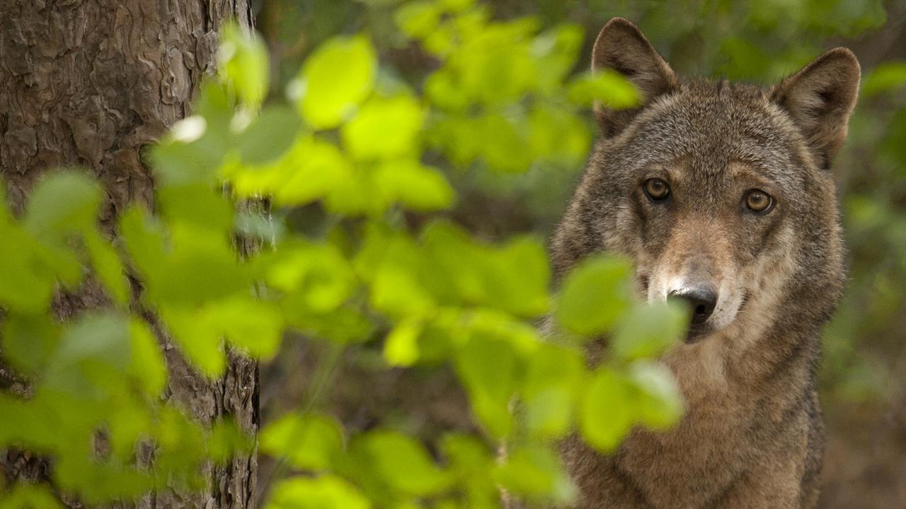 Les surveillants vaudois de la faune ont abattu un premier loup de la meute du Marchairuz, dans le canton de Vaud (Image d'illustration) [WWF/GIANCARLO MANCORI]