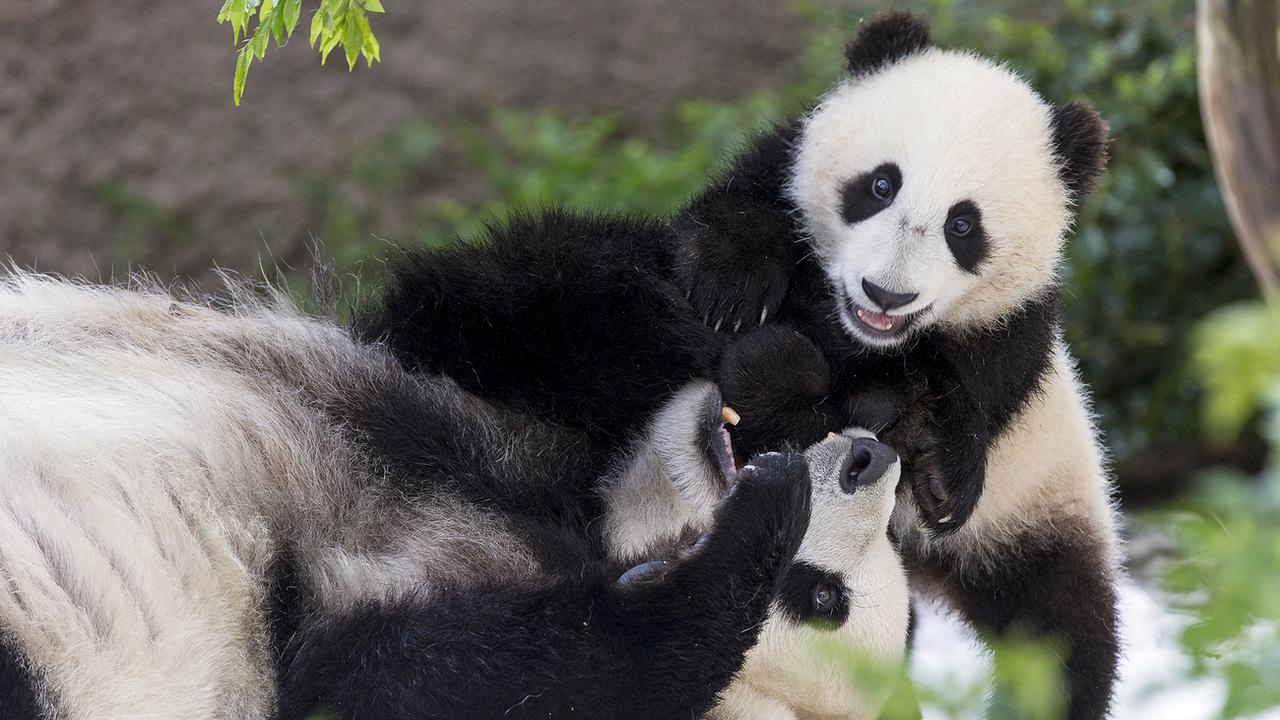 Deux pandas du zoo de San Diego vont retourner en Chine. [AP - San Diego Zoo Global]