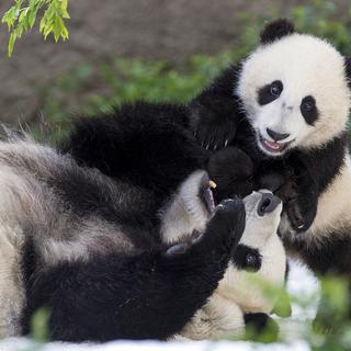 Deux pandas du zoo de San Diego vont retourner en Chine. [AP - San Diego Zoo Global]