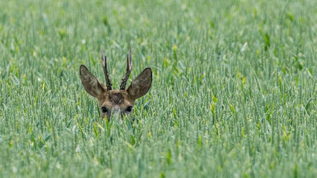 Le tir des chevreuils vise à limiter les dégâts provoqués par les animaux sur les cultures environnantes. [Keystone - Patrick Pleul/DPA]