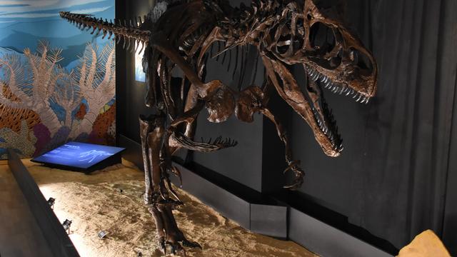 Un squelette exceptionnel d’allosaure au Jurassica Museum à Porrentruy. [RTS - Gaël Klein]