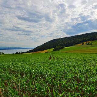 Enges se situe en hauteur, entre les lacs de Neuchâatel et de Bienne. [CC BY-NC-ND 2.0 - Lyonel Kaufmann]