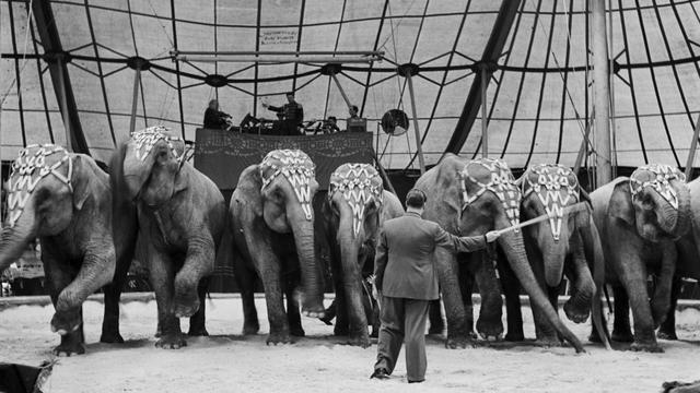 Rolf Knie senior fuehrt im April 1944 in der Manege des Circus Knie eine Nummer mit Elefanten auf. Aufgenommen in der Schweiz. (KEYSTONE/PHOTOPRESS-ARCHIV/Walter Studer) [Keystone - Walter Studer]