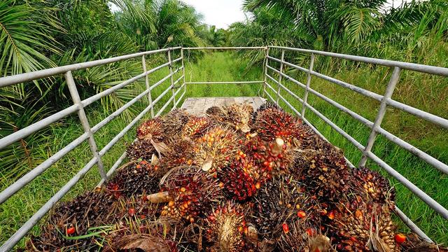 La production d'huile de palme est critiquée d'un point de vue environnemental.
kampee_p
Depositphotos [Depositphotos - kampee_p]