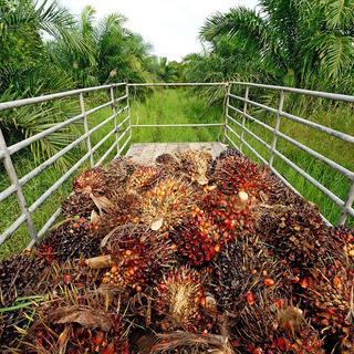 La production d'huile de palme est critiquée d'un point de vue environnemental.
kampee_p
Depositphotos [Depositphotos - kampee_p]