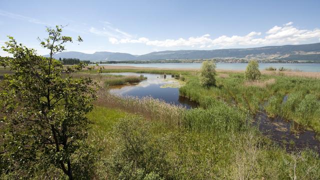 Au sud-est du lac de Neuchâtel, la réserve de la Grande Cariçaie est une zone humide importante pour la conservation de la nature. [Keystone - Laurent Gilliéron]