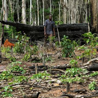 En Côte d'Ivoire 90% des forêts ont disparu. [Reuters - Luc Gnago]