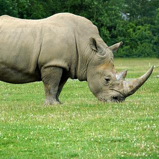 Rhinocéros [Dennis Jarvis - Dennis Jarvis]