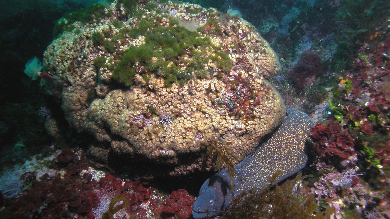 Des coraux décimés par la chaleur renaissent en Méditerranée. [AFP - Diego K. Kersting]