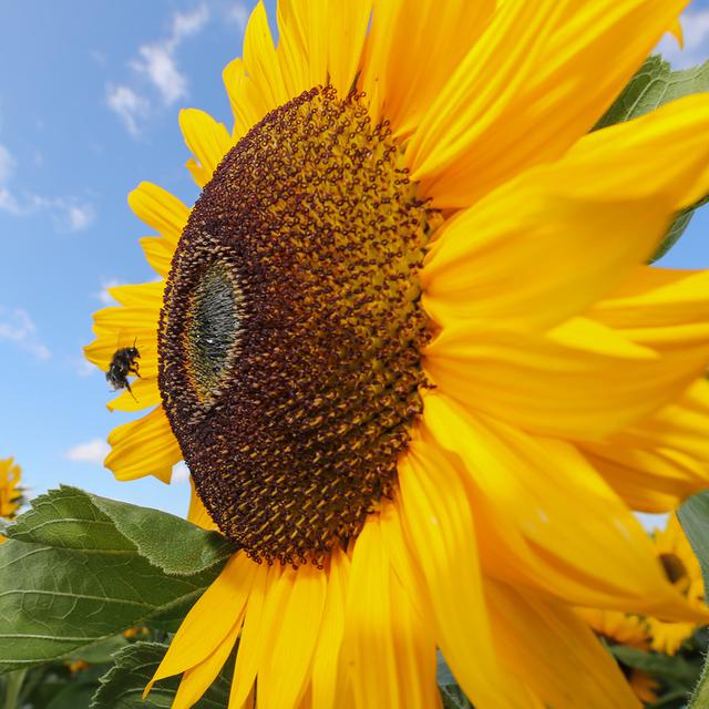 Samedi 3 août: l'abeille et le tournesol dans un champ de Bade-Würtemberg, en Allemagne. [Keystone - DPA/Thomas Warnack]