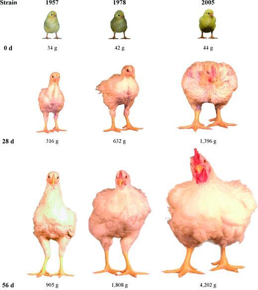 Évolution de la taille du poulet [University of Alberta]