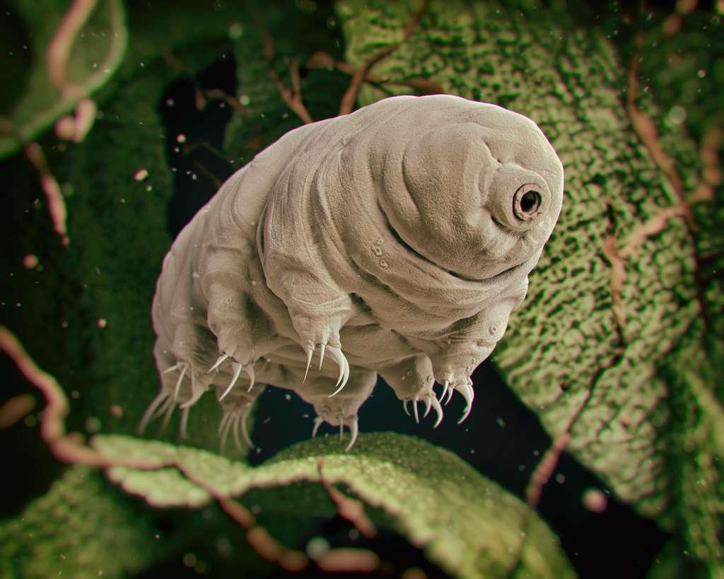 Le tardigrade impressionne les scientifiques par ses facultés physiques, sa résistance. [futurascience.com - rukanoga]