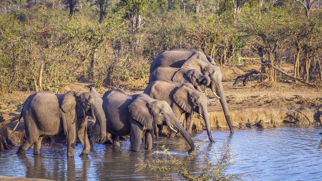 Un troupeau d'éléphants dans le parc national Kruger (image d'illustration). [AFP/Biosphoto - Patrice Correia]