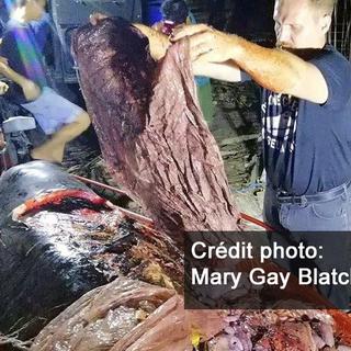 Aux Philippines, 40 kg de plastique ont été retrouvés dans le corps d'une baleine. [AFP - Mary Gay Blatchley]