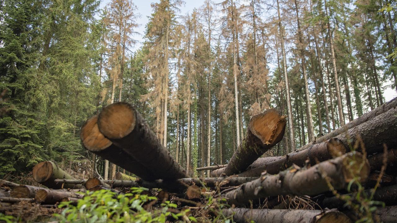 Potentiel inexploité de bois-énergie dans les forêts fribourgeoises (image prétexte). [Keystone - Urs Flueeler]