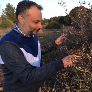 Franco Valentini, chercheur au Centre international des hautes études agronomiques méditerranéennes de Bari, spécialisé dans les pathologies végétales devant des oliviers ravagés par la bactérie xylella. [RTS - Bruno Lorenzi]