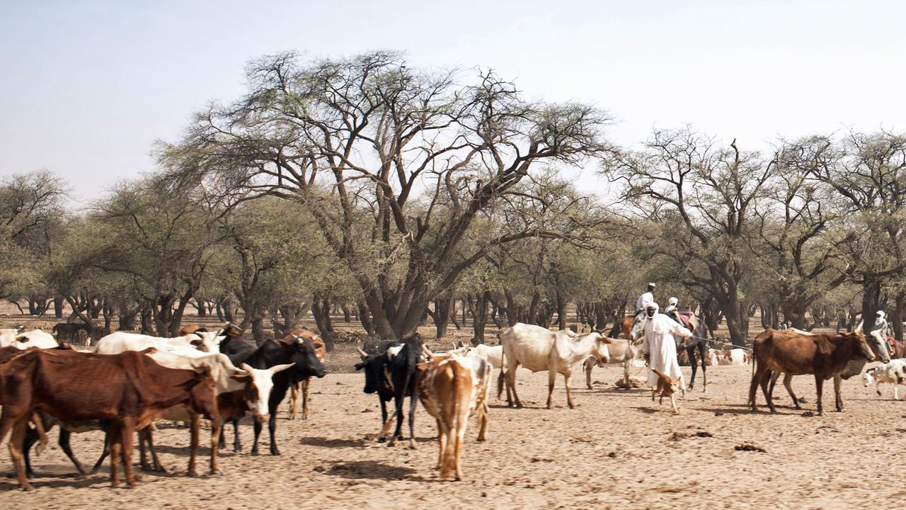 La région du Ouaddaï, dans l'est du Tchad, est le théâtre de tensions permanentes entre agriculteurs et éleveurs. [AFP - Amaury Hauchard]