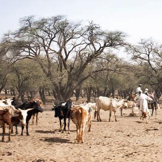 La région du Ouaddaï, dans l'est du Tchad, est le théâtre de tensions permanentes entre agriculteurs et éleveurs. [AFP - Amaury Hauchard]