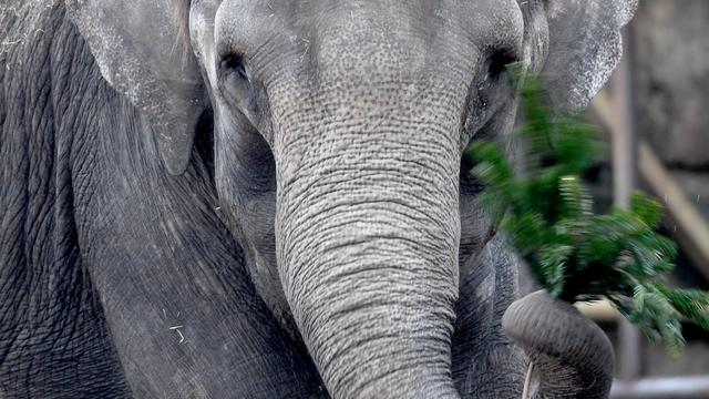 Les éléphants changent 5 fois de dents au cours de leur vie. [AFP - Britta Pedersen/dpa-Zenralbild]