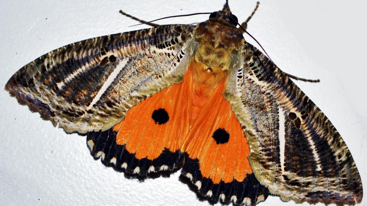 Un papillon de nuit nommé Eudocima Materna photographié au Kerala, en Inde. [CC BY-SA 3.0 - Mullookkaaran]