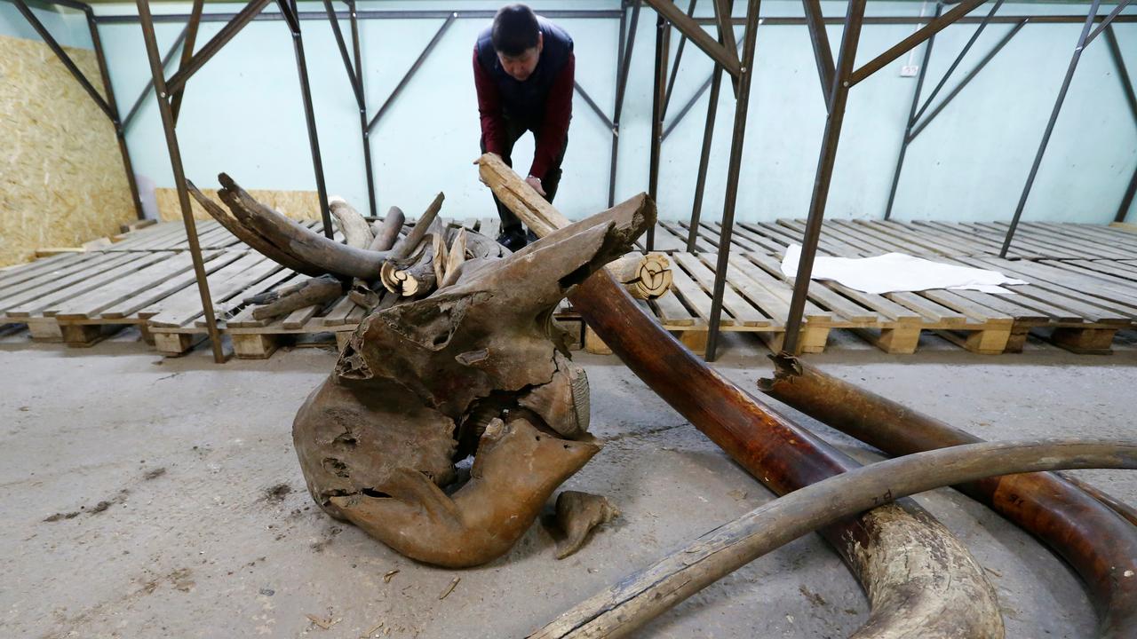Un entrepreneur pose avec des défense de mammouth qu'il sculptera en figurines dans son atelier de Yakutsk, en Sibérie. [Reuters - Sergei Karpukhin]