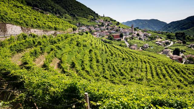 Le vignoble du prosecco, près de Trévise. [NurPhoto/AFP - Marco Serena]