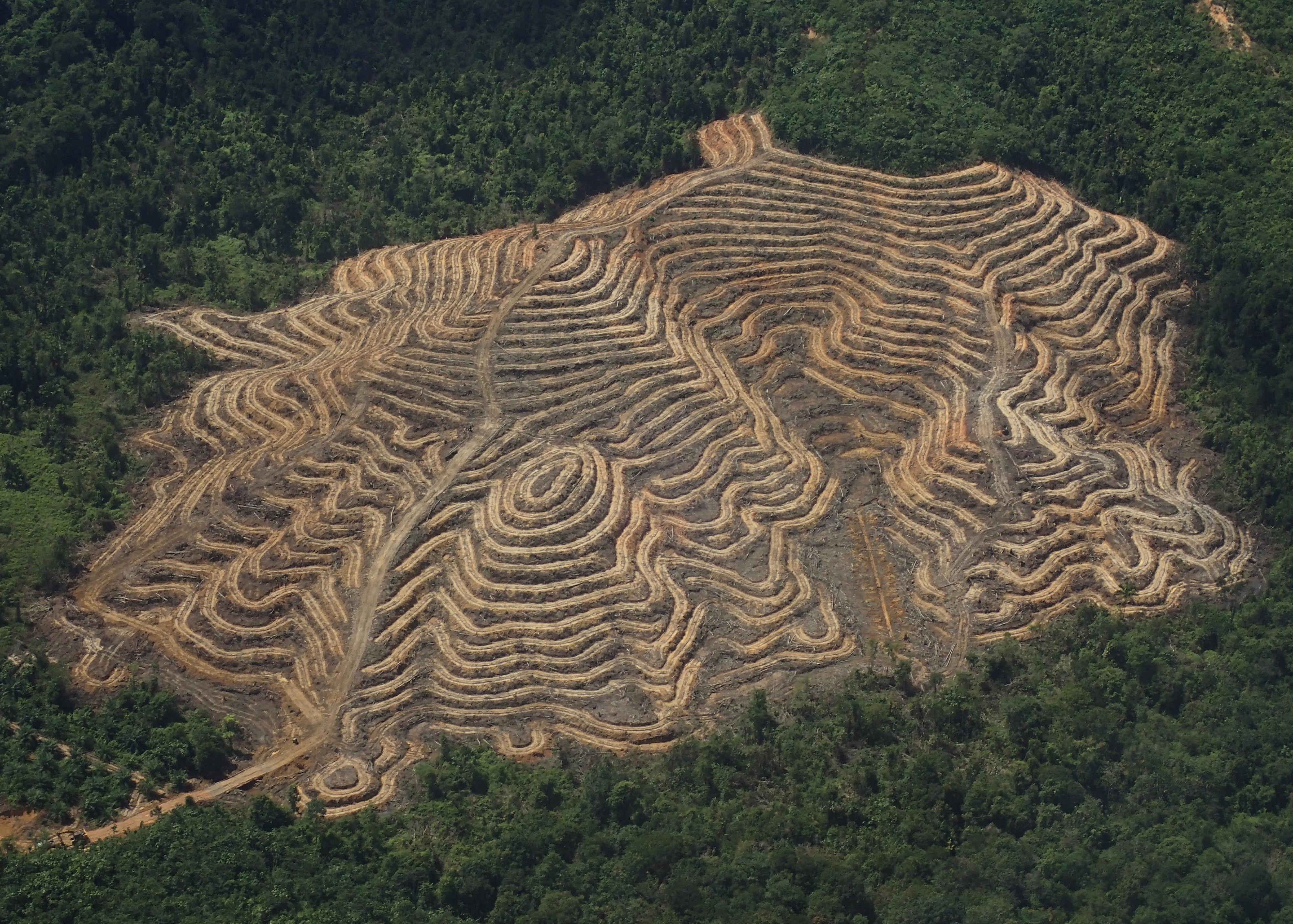 Plantation de palmiers à huile à Bornéo. [RTS]