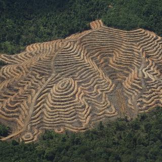 Plantation de palmiers à huile à Bornéo. [RTS]