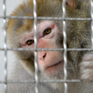 Des chercheurs chinois ont modifié l'ADN de singes pour leur implanter un gène impliqué dans le développement cognitif humain (image d'illustration). [AFP - Jean-François Monier]