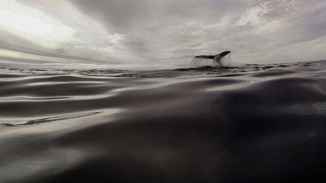 La réponse de la baleine à bosse. [Alex Voyer]