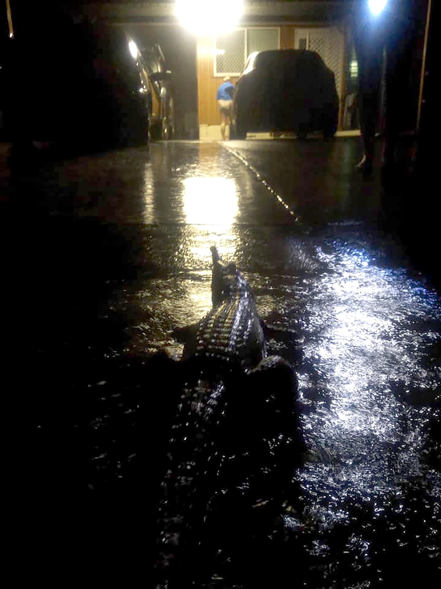 Un crocodile dans les rues de Townsville. [AFP - Erin Hahn]