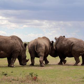 Les trois derniers rhinocéros blanc du Nord au Kenya en 2017.
ANDREW WASIKE/ANADOLU AGENCY
AFP [ANDREW WASIKE/ANADOLU AGENCY]