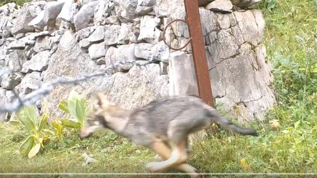 Capture d'écran d'un louveteau dans le Jura vaudois. [Fondation FJML]